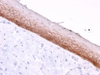 CD44v4/5 Antibody