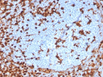 Annexin A1 Antibody