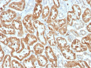 COX2 Antibody / PTGS2