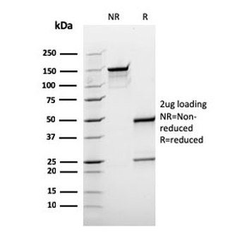 BCL10 Antibody