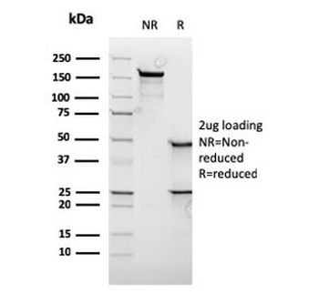 c-Myc Antibody