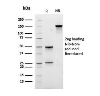Integrin beta 1 Antibody / ITGB1 / CD29
