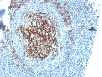 CD23 Antibody