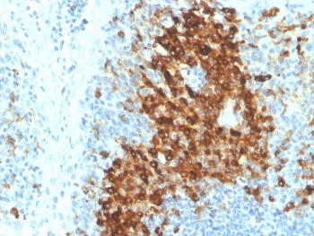 CD14 Antibody