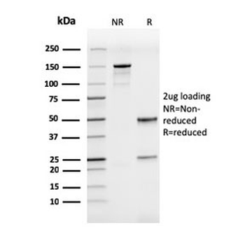 ICAM-3 Antibody / CD50