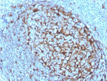 Cystatin A Antibody / CSTA