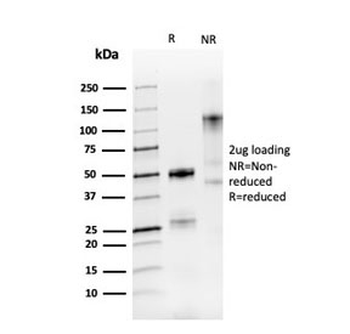 PAX8 Antibody