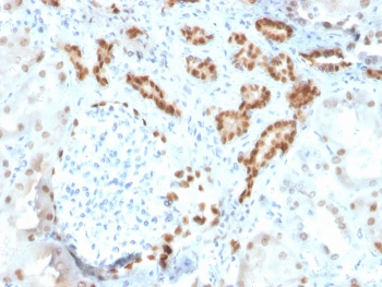 PAX8 Antibody