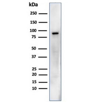 HSP90 beta Antibody / HSP90AB1