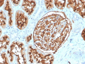 CD10 Antibody / Neprilysin