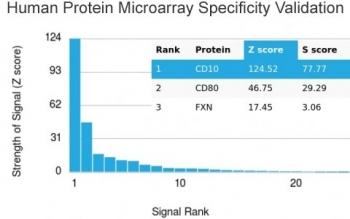 CD10 Antibody / Neprilysin