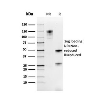 PAX8 Antibody