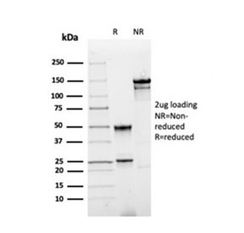 Annexin A1 Antibody