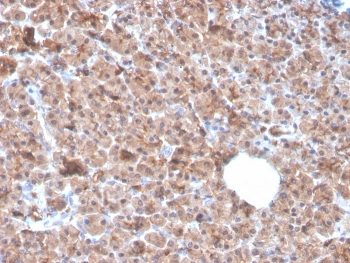 IL1 alpha Antibody / IL1A