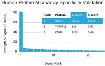 Steroidogenic Factor 1 Antibody / SF-1 / NR5A1