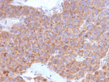 B7-H6 Antibody / NCR3LG1
