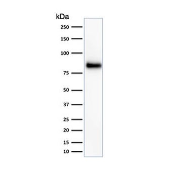 CD44 Antibody / HCAM