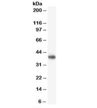 CD47 Antibody / IAP / Integrin Associated Protein