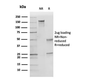 p27 Antibody / p27Kip1