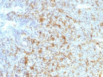 CD11c Antibody / ITGAX