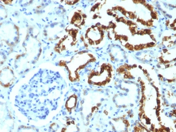 Milk Fat Globule Antibody (MFG-E8, Lactadherin)