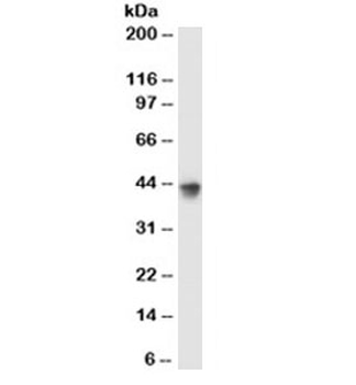 Milk Fat Globule Antibody (MFG-E8, Lactadherin)