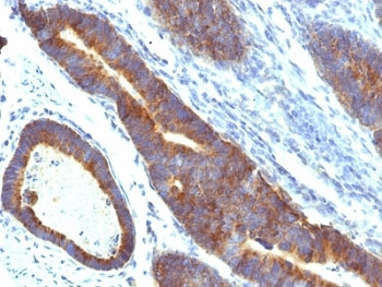 MUC3 Antibody
