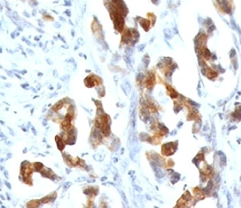 MUC5AC Antibody
