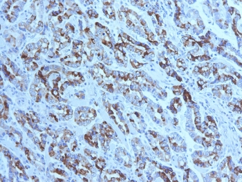 MUC6 Antibody / Gastric Mucin