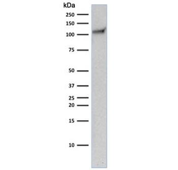 CD31 Antibody / PECAM-1