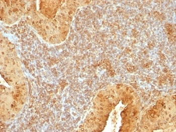 Cytochrome C Antibody