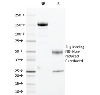 Cyclin B1 Antibody / CCNB1