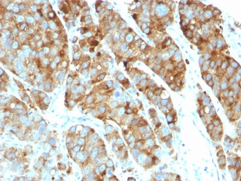 CD63 Antibody / LAMP-3