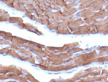 Actin Antibody (pan muscle)