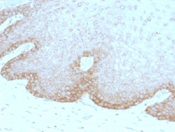 FAT2 Antibody / Protocadherin Fat 2