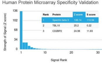 SPTBN2 Antibody / Spectrin beta III