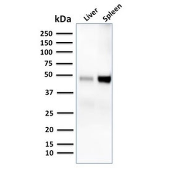 DC-SIGN Antibody / CD209