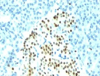 NKX2.2 Antibody