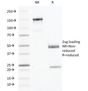 Interferon gamma antibody (Biotin)
