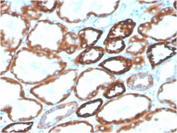 Cadherin 16 antibody (Biotin)