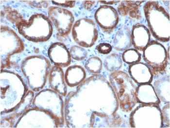 TACSTD2 antibody (Biotin)