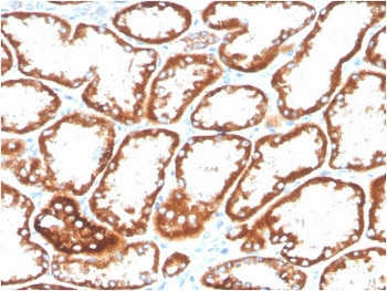 CD137 antibody (Biotin)