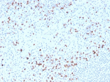 Granzyme B antibody (Biotin)