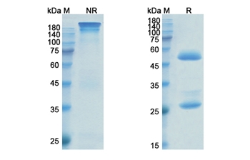 Anetumab Ravtansine (MSLN) - Research Grade Biosimilar Antibody