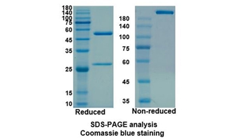 Daclizumab (IL2RA) - Research Grade Biosimilar Antibody