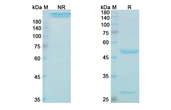 Gevokizumab (IL1B) - Research Grade Biosimilar Antibody