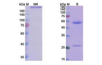 Iscalimab (CD40/TNFRSF5) - Research Grade Biosimilar Antibody