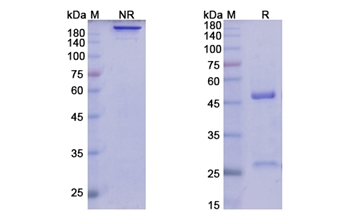 Lirilumab (KIRD2 subgroup) - Research Grade Biosimilar Antibody