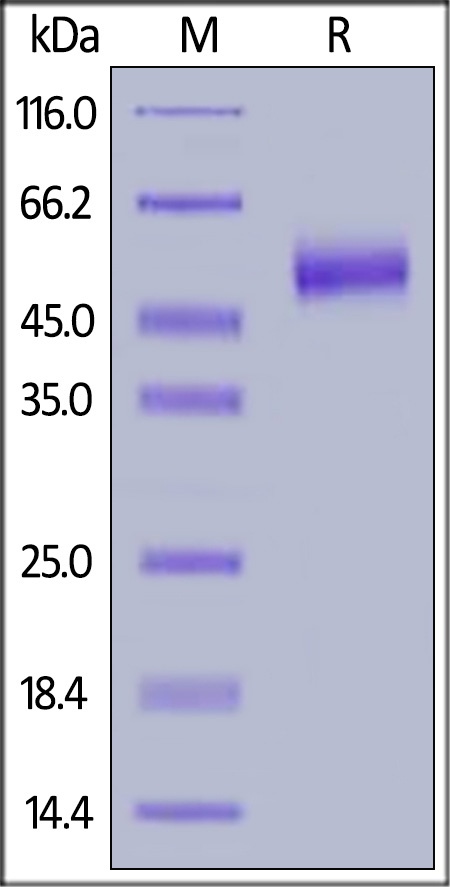 IL-13 R alpha 2 Recombinant Protein