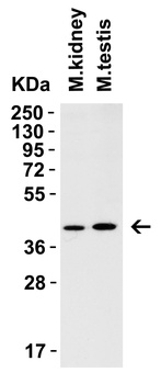 AIMF2 Antibody